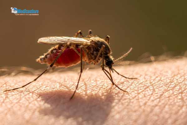 Cara Ampuh Cegah Gigitan Nyamuk di Rumah