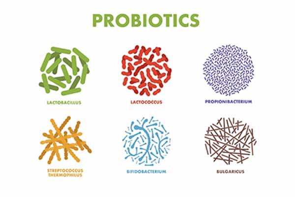	Rekomendasi Suplemen Probiotik untuk Dewasa