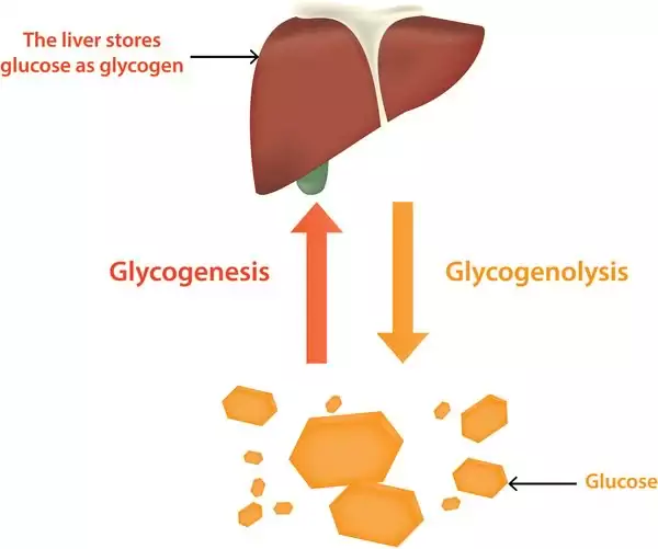 Penyakit Penimbunan Glikogen