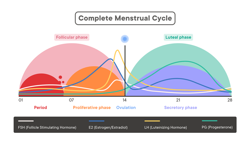 Hormon dan Reproduksi