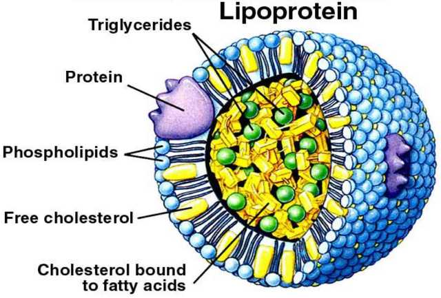 Hipolipoproteinemia