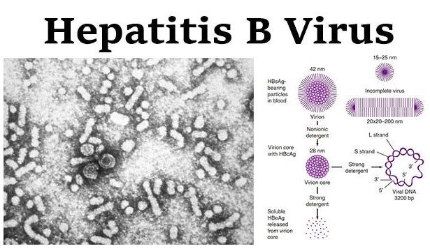 Hepatitis B pada Bayi