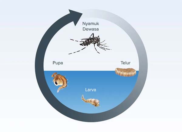 Siklus hidup nyamuk Aedes Aegypti