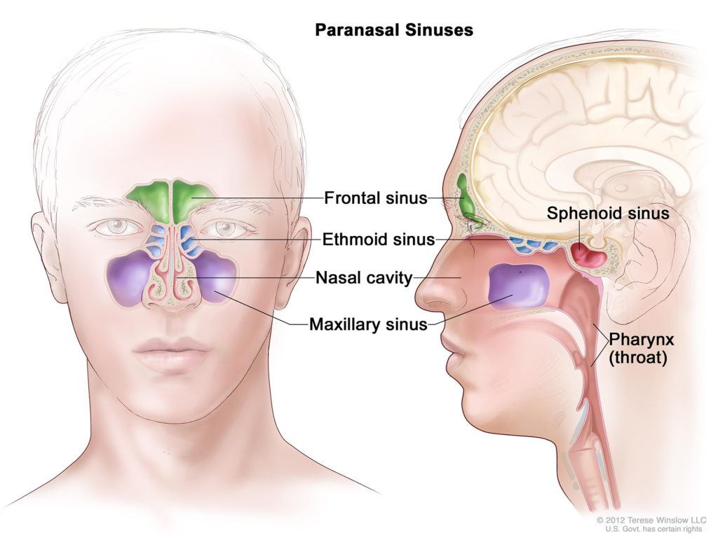 anatomi sinus dan tanda mengalami sinusitis