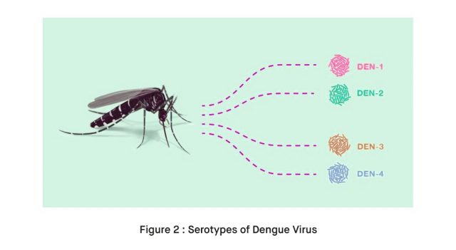 jenis virus demam berdarah penyebab gejala demam berdarah timbul