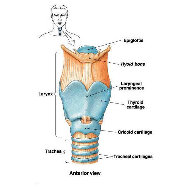 Anatomi Laring Normal