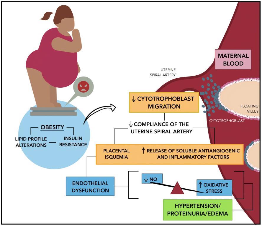 hubungan bahaya kegemukan dengan pre eklampsia