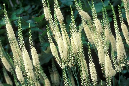 efek samping black cohosh