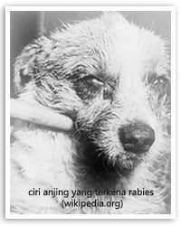 ciri anjing rabies