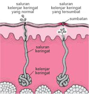 saluran keringat