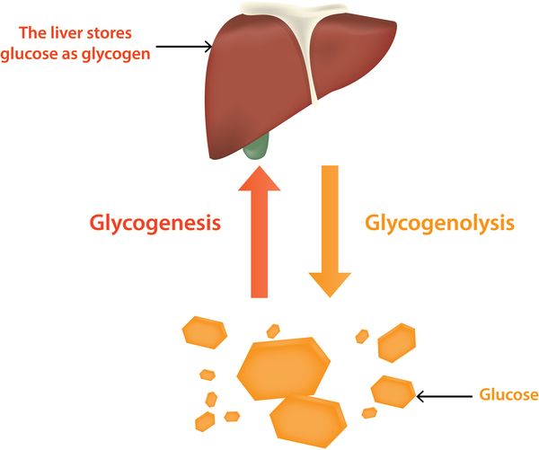 Penyakit Penimbunan Glikogen (Glycogen Storage Disease)