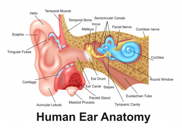 Telinga, Hidung & Tenggorokan