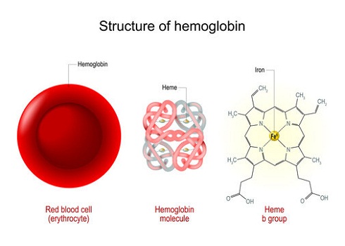 Penyakit Hemoglobin C, S-C dan E