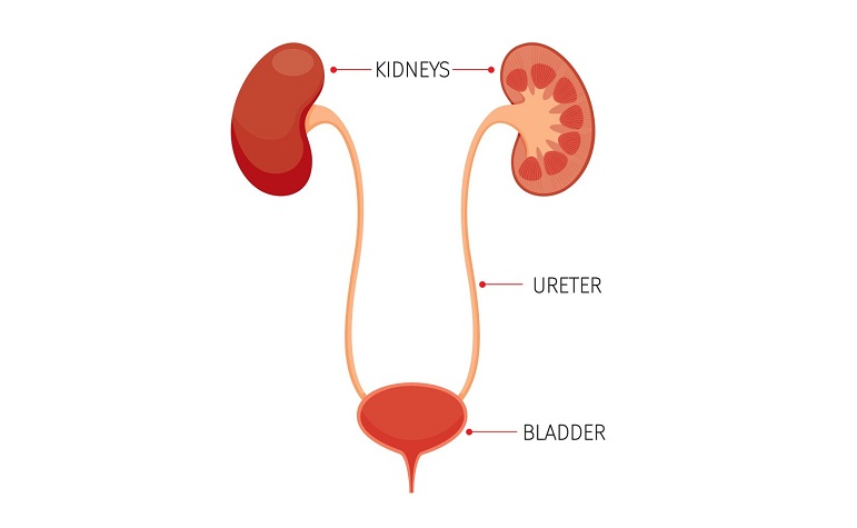 Trauma Ureter