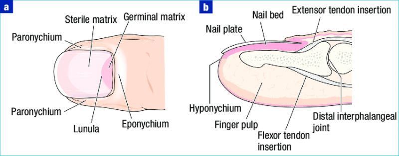 Anatomi Kuku
