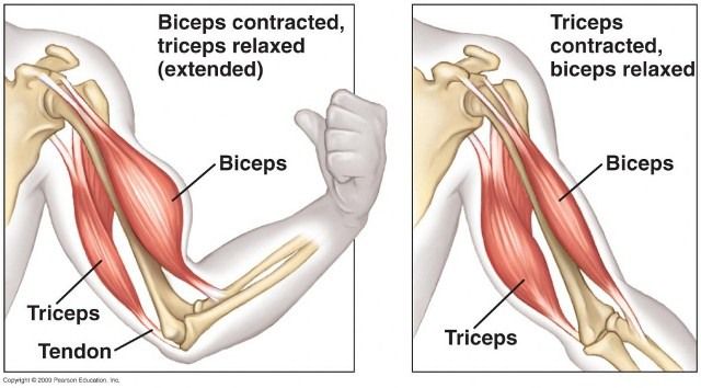 Cedera Otot Biceps dan Triceps