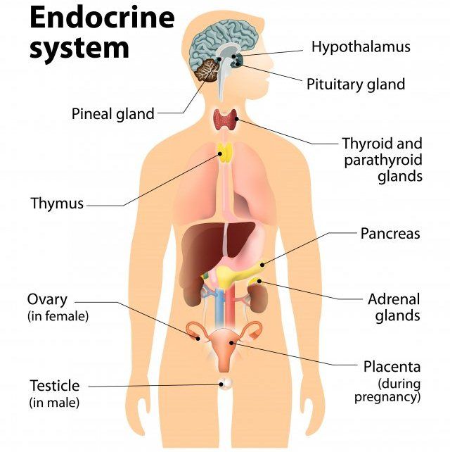 Hormon dan Sistem Endokrin