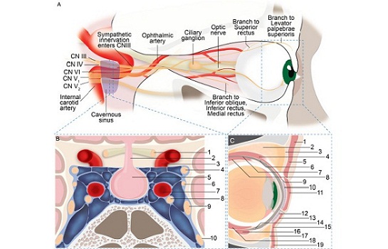 Trombosis Sinus Kavernosus