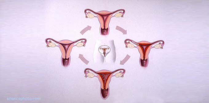 Siklus Menstruasi, Mana Yang Normal & Yang tidak Normal