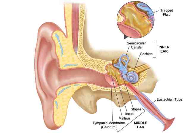 bagian-bagian telinga tengah dan dalam