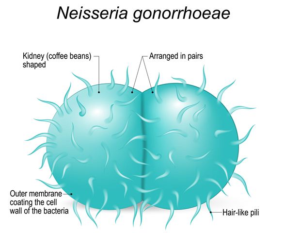 bakteri penyebab penyakit gonorrhea