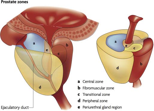 Struktur kelenjar prostat