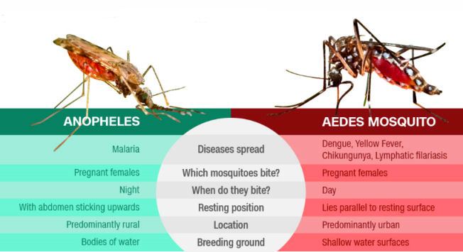 nyamuk malaria dan demam berdarah