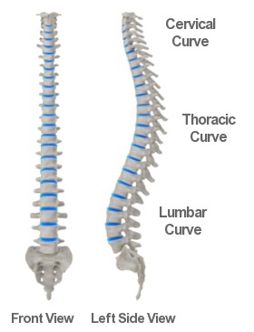 lengkungan tulang belakang