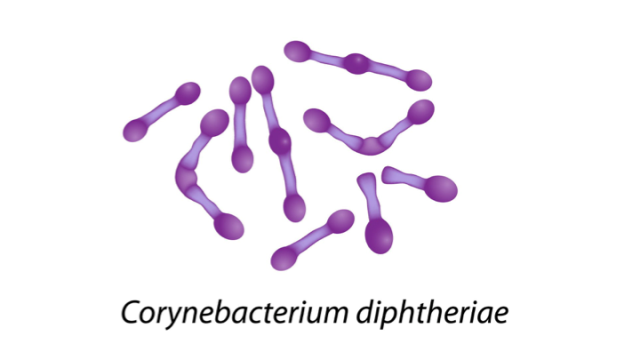 bakteri penyebab difteri