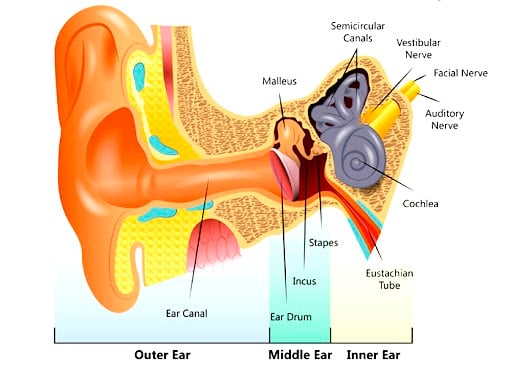 sistem pendengaran 