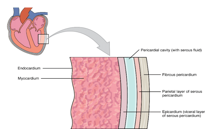 anatomi miokardium otot jantung