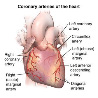 pembuluh darah jantung arteri koroner